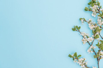 photo of spring white cherry blossom tree on blue background. View from above, flat lay, copy space. Spring and summer background.