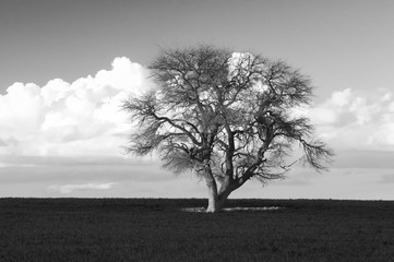 Lonely tree in La Pampa, Argentina