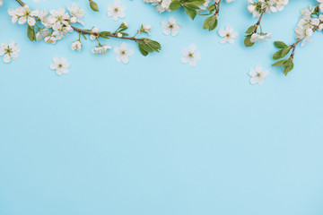 photo of spring white cherry blossom tree on blue background. View from above, flat lay, copy space. Spring and summer background. cherry blossom on a blue background