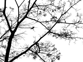 silhouette tree with crow on white background
