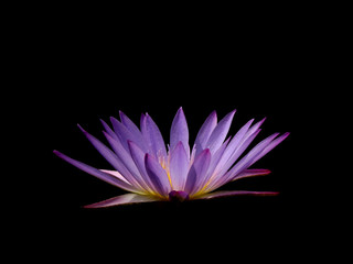 purple lotus on black background
