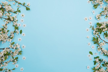 Obraz na płótnie Canvas photo of spring white cherry blossom tree on blue background. View from above, flat lay, copy space. Spring and summer background. cherry blossom on a blue background