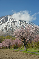羊蹄山と桜