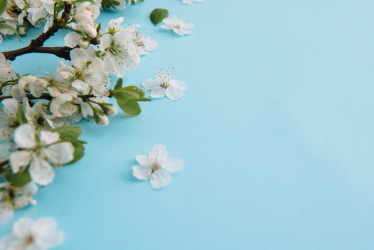 photo of spring white cherry blossom tree on blue background. View from above, flat lay, copy space. Spring and summer background.