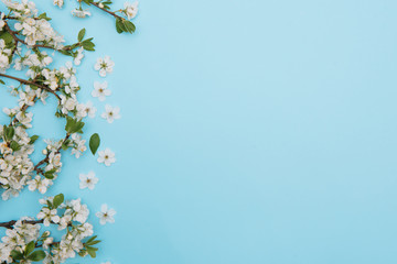 photo of spring white cherry blossom tree on blue background. View from above, flat lay, copy space. Spring and summer background. cherry blossom on a blue background