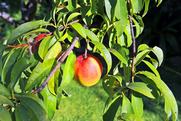 Nectarines in the nectarine tree. Organic farming 