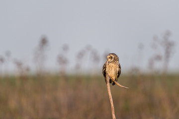 swamp owl, hibou des marais 5