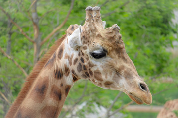 portrait of giraffe