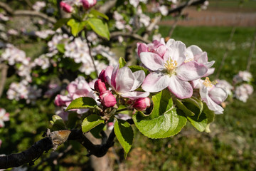 Bourgeons de pommiers