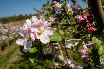 Pommiers en fleurs