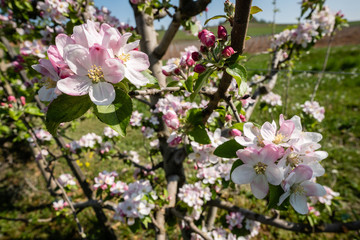 Fleurs de pommiers 