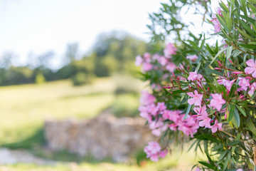 Oleander flowers at the beach. Blue sky and mediterranian garden.