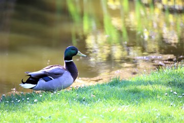 duck on grass