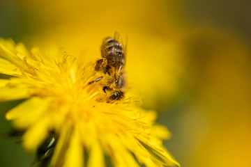 Honigbiene sammelt Necktar auf Blütenpflanze, behaftet mit Pollen und Blütenstaub