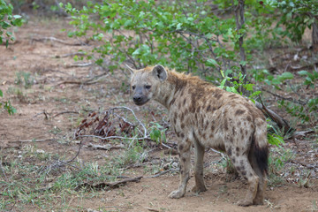 Tüpfelhyäne / Spotted hyaena / Crocuta crocuta