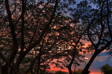 tree at sunset