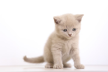 little british kitten, cream color, on white background