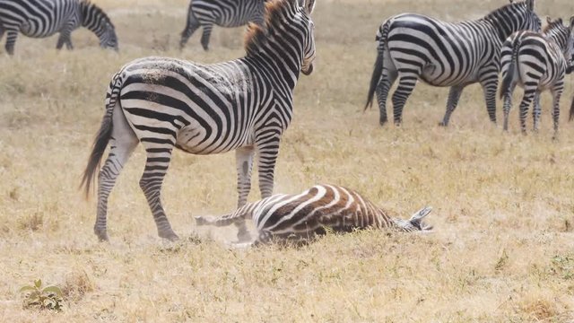 a slow motion clip of a zebra rolling in dust at ngorongoro crater in tanzania- recorded at 180p