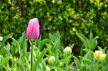 pink tulip in the garden