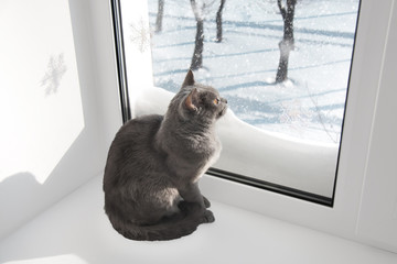 british cat looking in window
