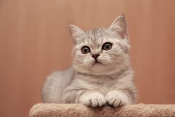 cute little british kitten