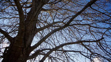 A tangle of leafless branches of a hibernating tree set against mostly deep blue sky with hint of white clouds in horizontal image format.