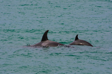 Fototapeta premium Orcas hunting sea lions, Patagonia , Argentina