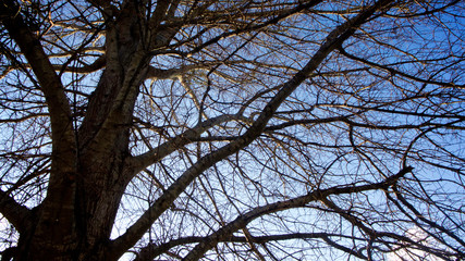 A tangle of leafless branches of a hibernating tree set against mostly deep blue sky with hint of white clouds in horizontal image format.