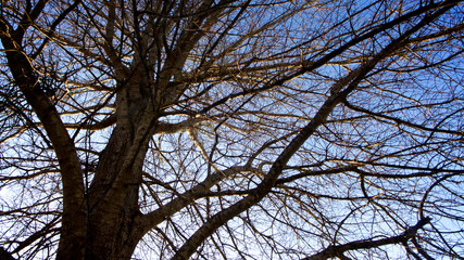 A tangle of leafless branches of a hibernating tree set against mostly deep blue sky with hint of white clouds in horizontal image format.