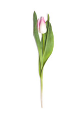 Pink tulip flower on white background