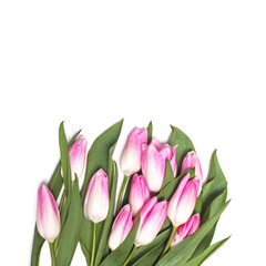 White background with pink tulip flowers
