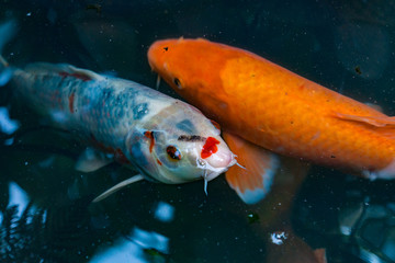 View from above on colorful decorative koi carp fishes swimming in a dark mystic pond in Japan