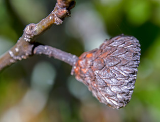 Macro photography of an acorn cupule still attached to the branch. Captured at the Andean mountains of central