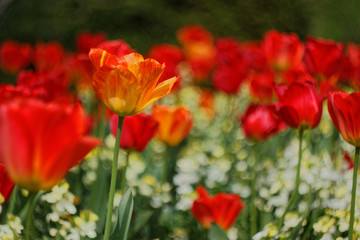 Tulips in Park 1