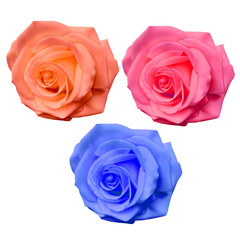 Set of realistic roses of bright yellow, pink and blue colors on white background, Vector roses, decoration for your design