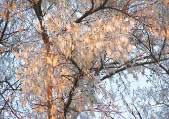 Allergy to poplar pollen. Poplar pollen from mid March.