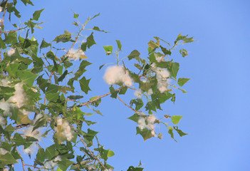 Allergy to poplar pollen. Poplar pollen from mid March.