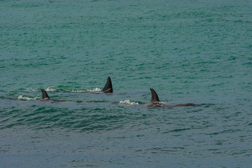 Fototapeta premium Orcas hunting sea lions, Patagonia , Argentina