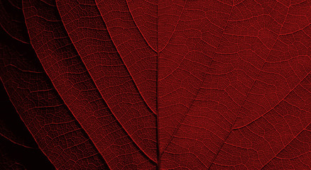 red leaf texture background ( teak leaf )
