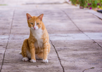 The cat is a mammal belonging to the Felidae family, whose family originated from the Siberian tiger. People commonly call home cats.