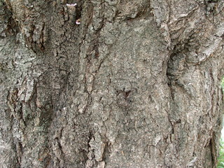 サクラの古木の幹