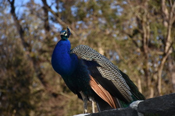 Pfau, Fasan, blau, blauer Pfau, Vogel, Ziervogel, Federn, Federkleid, Kopfschmuck, Schleppe,...