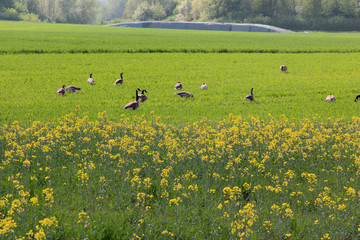 Wildgänse im Frühling © horst jürgen schunk