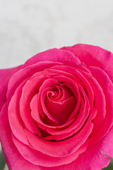 Beautiful lush fresh pink rose stands in a vase at home