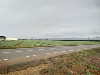 Campo de cultivo en Antequera provincia de Málaga Andalucía España