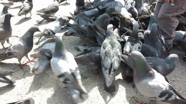 a small child feeding pigeons with hands in the town square