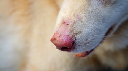 closeup nose of dog with lesion