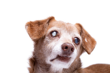 Senior dog with cataract in his eyes isolated on a white background. - obrazy, fototapety, plakaty