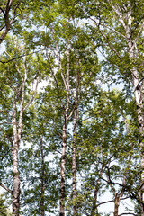 帯広市緑ヶ丘公園