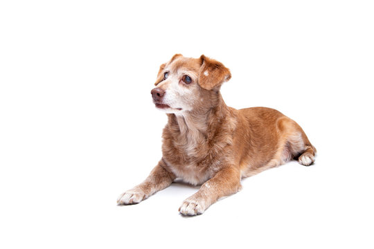 Senior Dog With Cataract In His Eyes Isolated On A White Background.